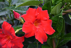 Red Mandevilla (Mandevilla 'Red') at Lakeshore Garden Centres