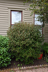 Scarlet Bush (Hamelia patens) at Lakeshore Garden Centres