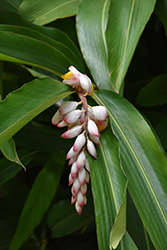Common Ginger (Zingiber officinale) at Lakeshore Garden Centres