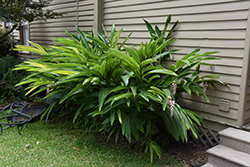 Common Ginger (Zingiber officinale) at Lakeshore Garden Centres