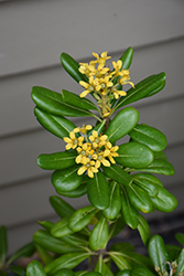 Glen St. Mary Mock Orange (Pittosporum tobira 'Glen St. Mary') at Lakeshore Garden Centres
