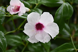 Pink Bower Vine (Pandorea jasminoides 'Rosea') at Lakeshore Garden Centres
