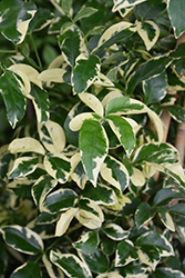 Charisma Bower Vine (Pandorea jasminoides 'Charisma') at Lakeshore Garden Centres