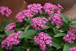 Butterfly Deep Pink Star Flower (Pentas lanceolata 'PAS2208') at Lakeshore Garden Centres
