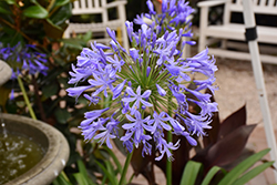Blue Storm Agapanthus (Agapanthus praecox 'Atiblu') at Lakeshore Garden Centres