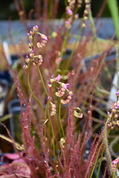 Florida Red Thread-leaf Sundew (Drosera filiformis 'Florida Red') at Lakeshore Garden Centres
