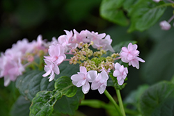 Chiri-san Sue Hydrangea (Hydrangea serrata 'Chiri-san Sue') at Lakeshore Garden Centres