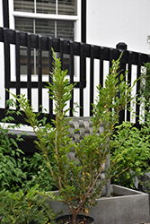 Emerald Heights Evergreen Distylium (Distylium 'Emerald Heights') at Lakeshore Garden Centres