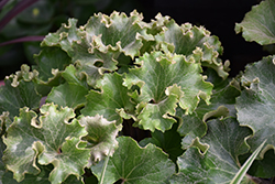 Shishi Botan Leopard Plant (Farfugium japonicum 'Shishi Botan') at Lakeshore Garden Centres