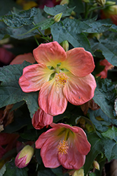 Lucky Lantern Tangerine Abutilon (Abutilon 'NUABTANG') at Lakeshore Garden Centres