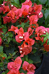Juanita Hatten Bougainvillea (Bougainvillea 'Juanita Hatten') at Lakeshore Garden Centres
