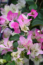 Imperial Thai Delight Bougainvillea (Bougainvillea 'Imperial Thai Delight') at Lakeshore Garden Centres