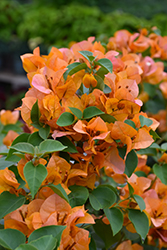 California Gold Bougainvillea (Bougainvillea 'California Gold') at Lakeshore Garden Centres