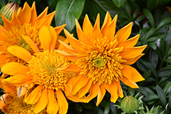 Sunbathers Nahui Gazania (Gazania 'Sunbathers Nahui') at Lakeshore Garden Centres