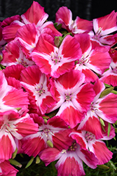 Red Satin Flower (Clarkia amoena 'Red') at Lakeshore Garden Centres