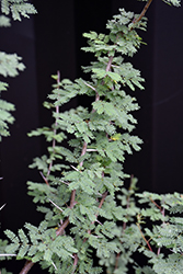Small's Sweet Acacia (Acacia smallii) at Lakeshore Garden Centres
