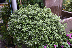Golf Ball Kohuhu (Pittosporum tenuifolium 'Golf Ball') at Lakeshore Garden Centres