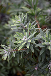 Better John Bottlebrush (Callistemon viminalis 'LJ1') at Lakeshore Garden Centres