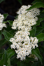 Rough-leaved Dogwood (Cornus drummondii) at Lakeshore Garden Centres