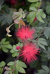 Dwarf Powderpuff (Calliandra emarginata) at Lakeshore Garden Centres