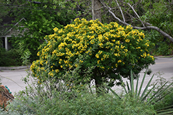 Argentine Senna (Senna corymbosa) at Lakeshore Garden Centres
