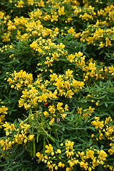 Argentine Senna (Senna corymbosa) at Lakeshore Garden Centres