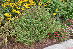 Ballistic Cuphea (Cuphea 'Ballistic') at Lakeshore Garden Centres