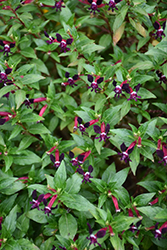 Ballistic Cuphea (Cuphea 'Ballistic') at Lakeshore Garden Centres