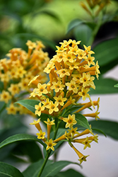 Orange Zest Jessamine (Cestrum aurantiacum 'Orange Zest') at Lakeshore Garden Centres