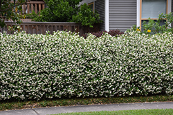 Confederate Star-Jasmine (Trachelospermum jasminoides) at Lakeshore Garden Centres