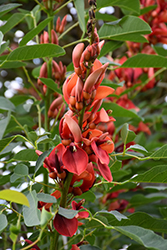 Cockspur Coral Tree (Erythrina crista-galli) at Lakeshore Garden Centres