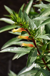 Candy Corn Plant (Cuphea micropetala) at Lakeshore Garden Centres