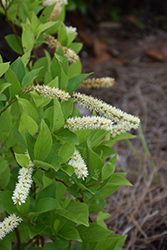 Short n' Sweet Virginia Sweetspire (Itea virginica 'Merlot') at Lakeshore Garden Centres