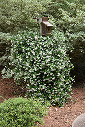 Madison Star-Jasmine (Trachelospermum jasminoides 'Madison') at Lakeshore Garden Centres