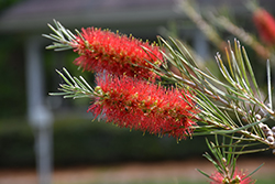 Slim Bottlebrush (Callistemon viminalis 'CV01') at Lakeshore Garden Centres