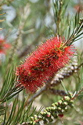 Slim Bottlebrush (Callistemon viminalis 'CV01') at Lakeshore Garden Centres