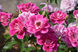 Brilliant Pink Iceberg Rose (Rosa 'Brilliant Pink Iceberg') at Lakeshore Garden Centres