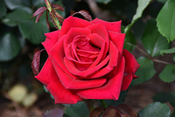 Veteran's Honor Rose (Rosa 'Veteran's Honor') at Lakeshore Garden Centres