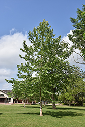 Mexican Sycamore (Platanus mexicana) at Lakeshore Garden Centres