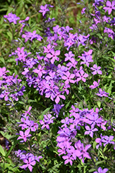 Paparazzi Jagger Phlox (Phlox 'PHL090201') at Lakeshore Garden Centres