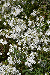 Forest Frost Prairie Phlox (Phlox pilosa 'Forest Frost') at Lakeshore Garden Centres