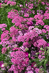 Old Rose Pink Yarrow (Achillea millefolium 'Old Rose Pink') at Lakeshore Garden Centres