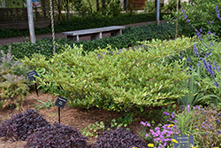 Vintage Jade Witch Hazel (Distylium 'Vintage Jade') at Lakeshore Garden Centres