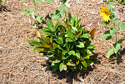 Brazilian Cherry (Eugenia brasiliensis) at Lakeshore Garden Centres