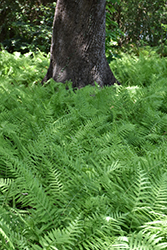 Southern Shield Fern (Thelypteris kunthii) at Lakeshore Garden Centres