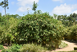 Giant Timber Bamboo (Bambusa oldhamii) at Lakeshore Garden Centres