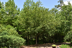 Summer Red Red Maple (Acer rubrum 'Summer Red') at Lakeshore Garden Centres