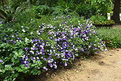 Compact Yesterday Today And Tomorrow (Brunfelsia pauciflora 'Eximia') at Lakeshore Garden Centres