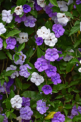 Compact Yesterday Today And Tomorrow (Brunfelsia pauciflora 'Eximia') at Lakeshore Garden Centres
