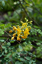Mexican Holdback (Erythrostemon mexicanus) at Lakeshore Garden Centres
